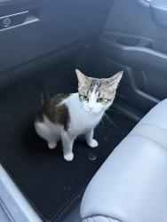 Lost Female Cat last seen Near st 142 ave, Miami, FL 33186