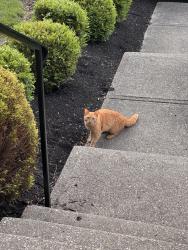 Found/Stray Female Cat last seen Lakelyn ct. Crescent Springs KY, Crescent Springs, KY 41017