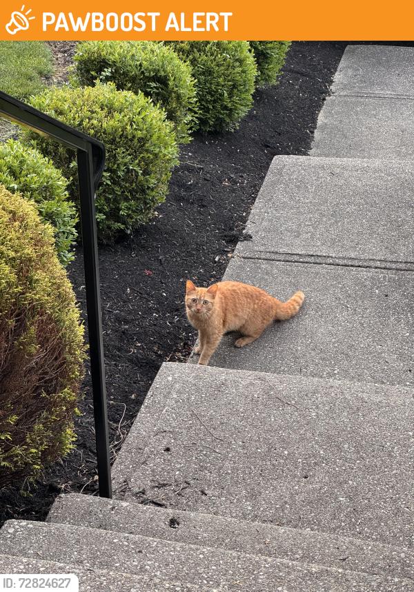 Found/Stray Female Cat last seen Lakelyn ct. Crescent Springs KY, Crescent Springs, KY 41017