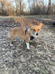 Lost Female Dog last seen S Galloway 75149, Mesquite, TX 75149