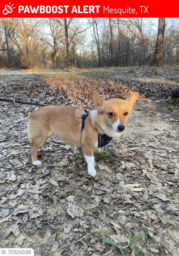 Lost Female Dog last seen S Galloway 75149, Mesquite, TX 75149