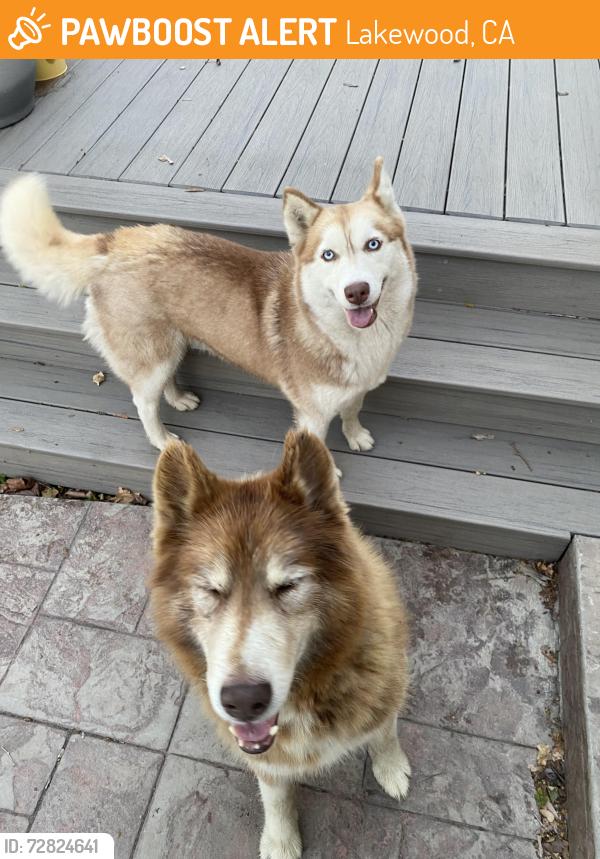 Found/Stray Male Dog last seen Glorywhite and stevely Ave , Lakewood, CA 90713