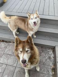 Found/Stray Male Dog last seen Glorywhite and stevely Ave , Lakewood, CA 90713