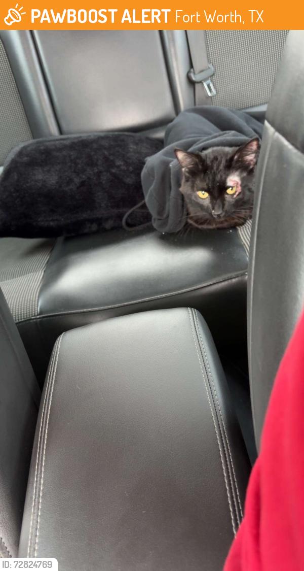 Found/Stray Male Cat last seen Camp bowie / Horne, Fort Worth, TX 76116