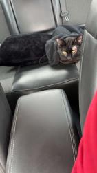 Found/Stray Male Cat last seen Camp bowie / Horne, Fort Worth, TX 76116
