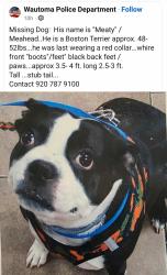 Lost Male Dog last seen Beechnut and deer ave, Wautoma, WI 54982