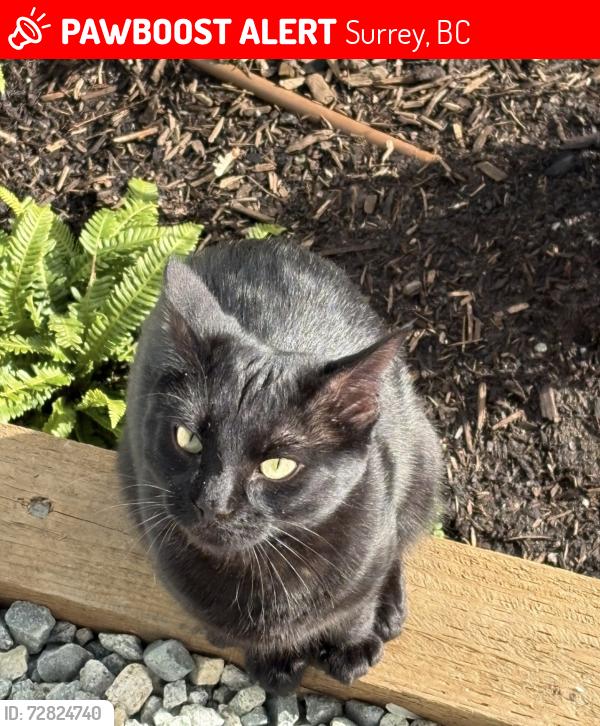 Lost Male Cat last seen Near A ave Surrey BC, Surrey, BC 