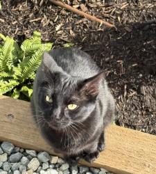 Lost Male Cat last seen Near A ave Surrey BC, Surrey, BC 