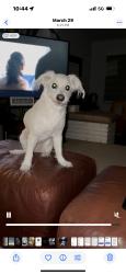 Lost Female Dog last seen Hollywood Hills, Hollywood, FL 33021