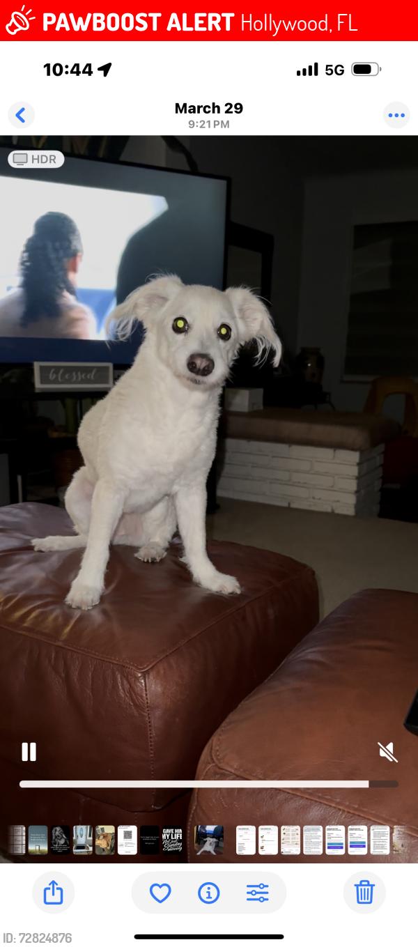 Lost Female Dog last seen Hollywood Hills, Hollywood, FL 33021