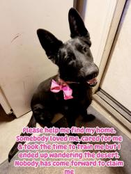 Found/Stray Female Dog last seen Mesa street/cochita, Victorville, CA 92392