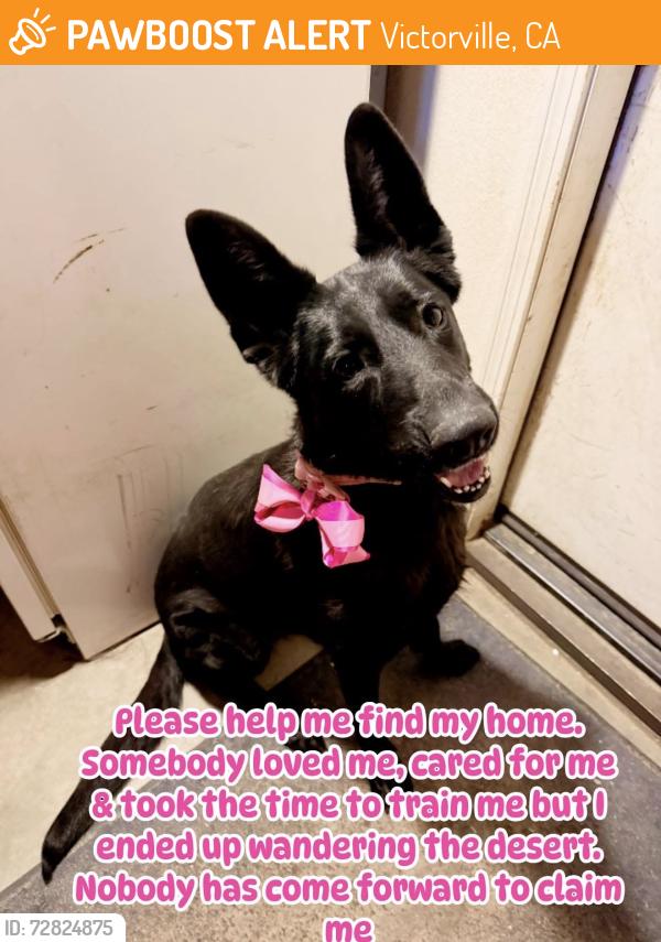 Found/Stray Female Dog last seen Mesa street/cochita, Victorville, CA 92392