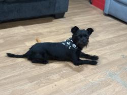 Lost Male Dog last seen Lott rd, AL 158, schillinger rd, e pond , Eight Mile, AL 36613