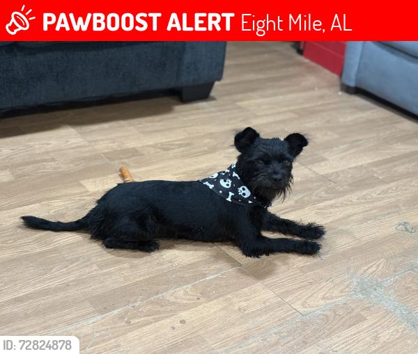 Lost Male Dog last seen Lott rd, AL 158, schillinger rd, e pond , Eight Mile, AL 36613
