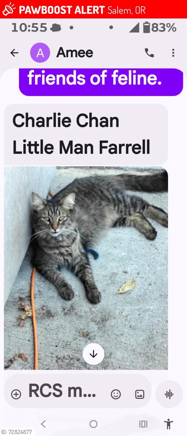 Lost Male Cat last seen State St Salem oregon, Salem, OR 97301