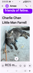 Lost Male Cat last seen State St Salem oregon, Salem, OR 97301