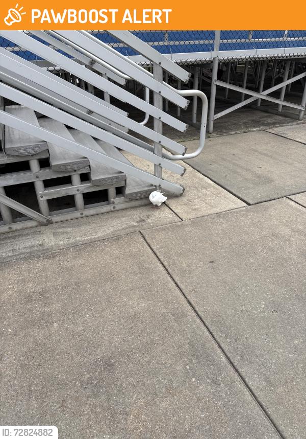 Found/Stray Unknown Bird last seen Sicklerville school, Winslow Township, NJ 08081
