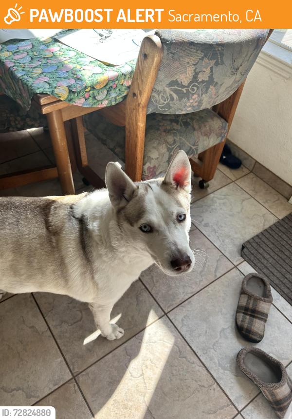 Found/Stray Female Dog last seen Tanzanite Park Natomas cA, Sacramento, CA 95834