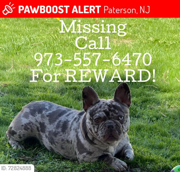 Lost Female Dog last seen Crosby ave with Lenox ave , Paterson, NJ 07502