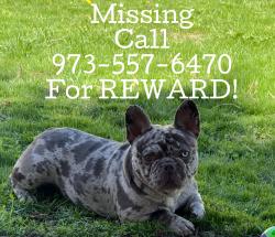 Lost Female Dog last seen Crosby ave with Lenox ave , Paterson, NJ 07502
