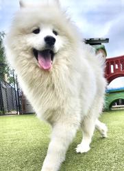 Lost Female Dog last seen Old Jacksonville Hwy near Fresh15, Tyler, TX 75702