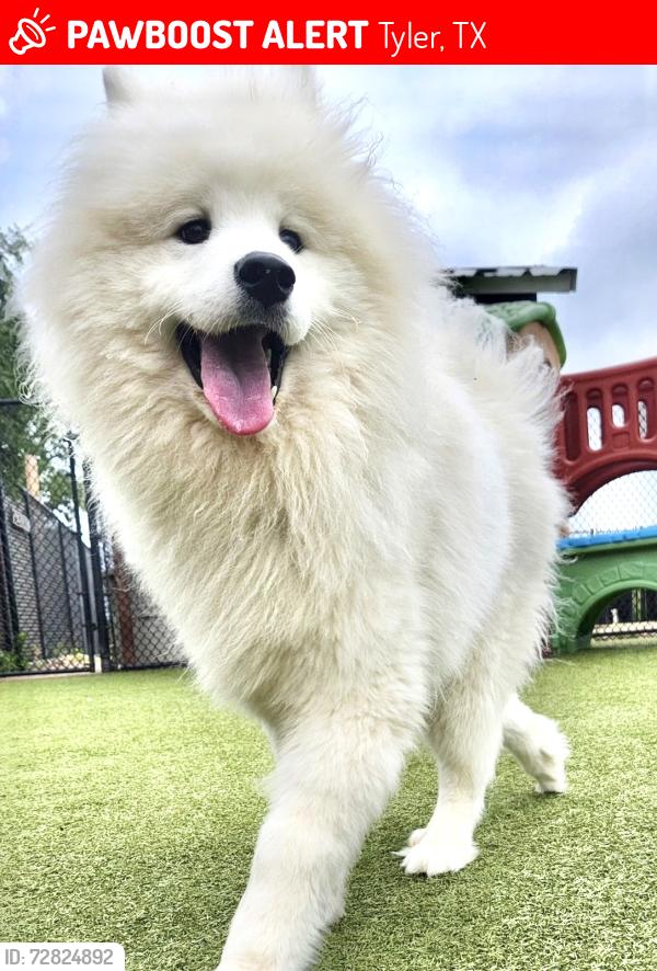 Lost Female Dog last seen Old Jacksonville Hwy near Fresh15, Tyler, TX 75702