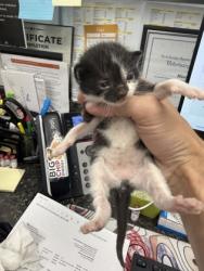 Shelter Stray Female Cat last seen New Bern, NC 28562, New Bern, NC 28562