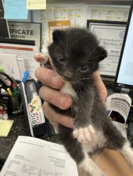 Shelter Stray Male Cat last seen New Bern, NC 28562, New Bern, NC 28562