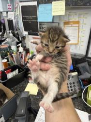 Shelter Stray Female Cat last seen New Bern, NC 28562, New Bern, NC 28562