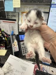 Shelter Stray Male Cat last seen New Bern, NC 28562, New Bern, NC 28562