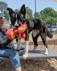 Shelter Stray Female Dog last seen , 30034, GA, Atlanta, GA 30341