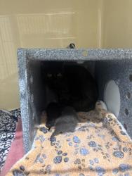 Shelter Stray Female Cat last seen Converse, TX 78109, Converse, TX 78109