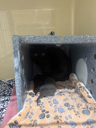 Shelter Stray Female Cat last seen Converse, TX 78109, Converse, TX 78109