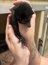 Shelter Stray Male Cat last seen Converse, TX 78109, Converse, TX 78109