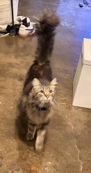 Found/Stray Unknown Cat last seen Prescott and 18th, Portland, OR 97211
