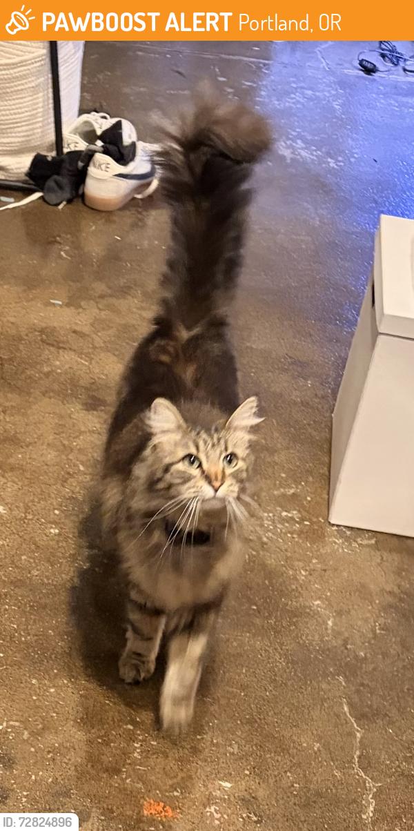 Found/Stray Unknown Cat last seen Prescott and 18th, Portland, OR 97211