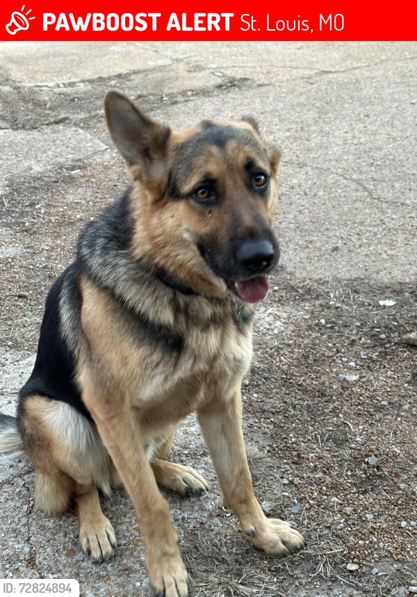 Lost Male Dog last seen Withers street, St. Louis, MO 63147