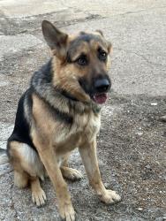 Lost Male Dog last seen Withers street, St. Louis, MO 63147