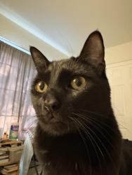 Lost Male Cat last seen Myrtle drive and duin blvd , Dublin, CA 94568