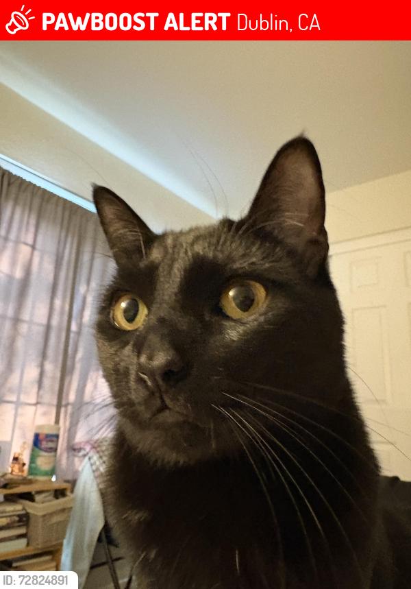 Lost Male Cat last seen Myrtle drive and duin blvd , Dublin, CA 94568