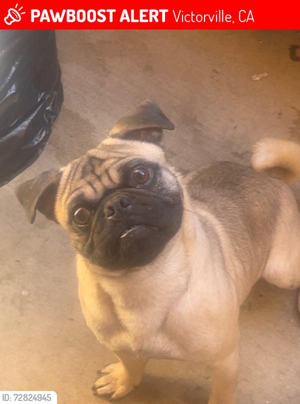 Lost Male Dog last seen Greyrock Arrowhead rd, Victorville, CA 92392