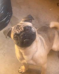Lost Male Dog last seen Greyrock Arrowhead rd, Victorville, CA 92392