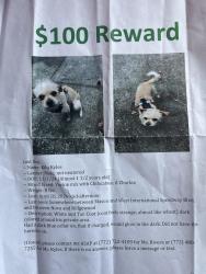 Lost Male Dog last seen Model st, north st, Daytona Beach, FL 32114