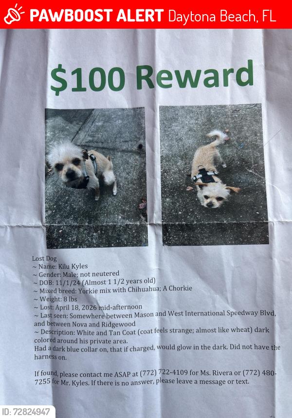 Lost Male Dog last seen Model st, north st, Daytona Beach, FL 32114