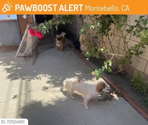 Found/Stray Male Dog last seen Madison Avenue  Madison Elementary school, Montebello, CA 90640