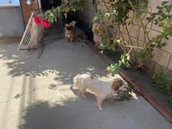 Found/Stray Male Dog last seen Madison Avenue  Madison Elementary school, Montebello, CA 90640