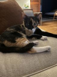 Lost Female Cat last seen Glenwood and West Ardenwood, Baton Rouge, LA 70806