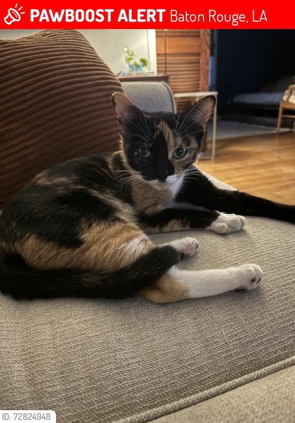 Lost Female Cat last seen Glenwood and West Ardenwood, Baton Rouge, LA 70806