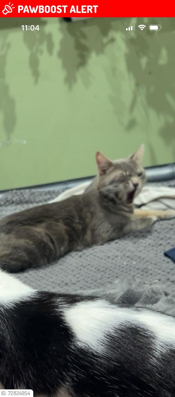 Lost Male Cat last seen shackleton road, South Yorkshire, England DN2