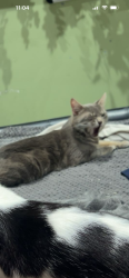 Lost Male Cat last seen shackleton road, South Yorkshire, England DN2
